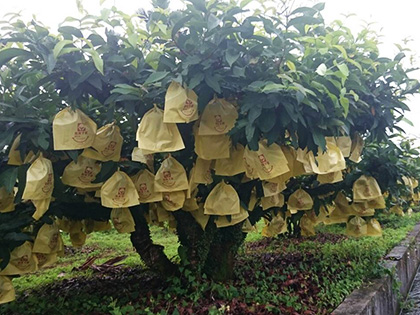 ถุงห่อชมพู่-ชุนฟง