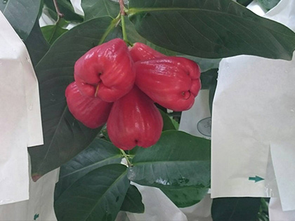 ถุงห่อชมพู่-ชุนฟง