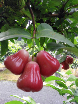 ถุงห่อชมพู่-ชุนฟง