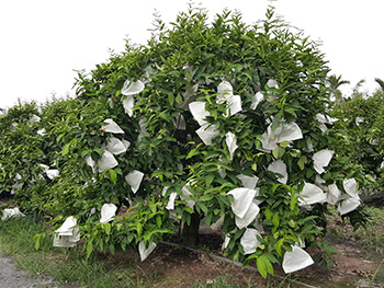 ถุงห่อชมพู่-ชุนฟง