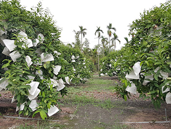 ถุงห่อชมพู่-ชุนฟง