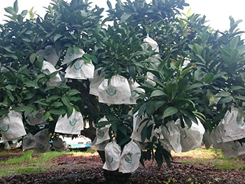 ถุงห่อชมพู่-ชุนฟง