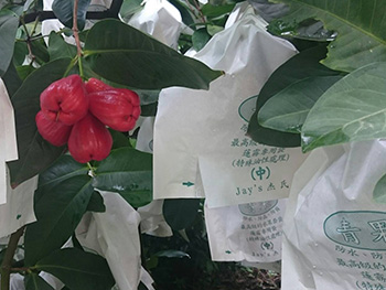 ถุงห่อชมพู่-ชุนฟง