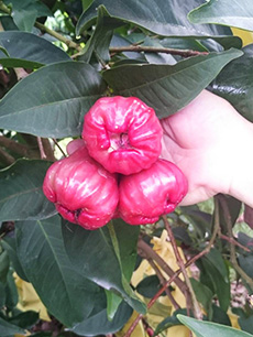 ถุงห่อชมพู่-ชุนฟง