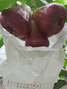 ถุงห่อชมพู่-ชุนฟง