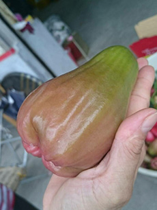 ถุงห่อชมพู่-ชุนฟง