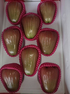 ถุงห่อชมพู่-ชุนฟง