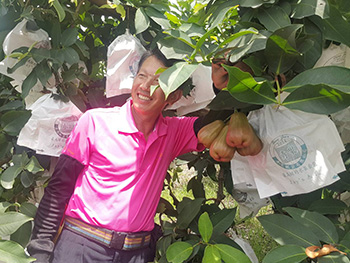 ถุงห่อชมพู่-ชุนฟง