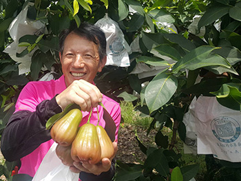 ถุงห่อชมพู่-ชุนฟง