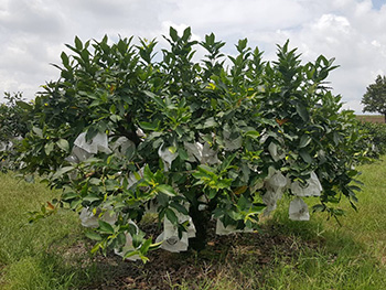 ถุงห่อชมพู่-ชุนฟง