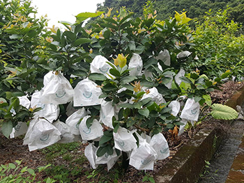 ถุงห่อชมพู่-ชุนฟง