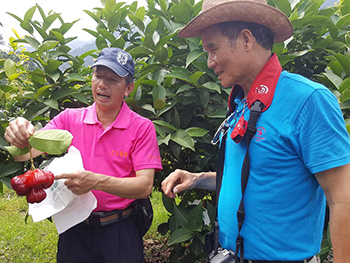 ถุงห่อชมพู่-ชุนฟง