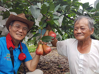 ถุงห่อชมพู่-ชุนฟง