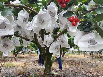 ถุงห่อชมพู่-ชุนฟง