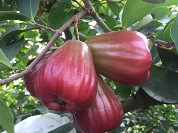 ถุงห่อชมพู่-ชุนฟง