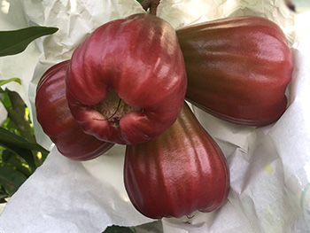 ถุงห่อชมพู่-ชุนฟง