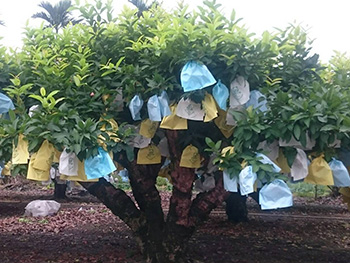 ถุงห่อชมพู่-ชุนฟง