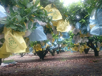 ถุงห่อชมพู่-ชุนฟง