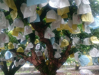 ถุงห่อชมพู่-ชุนฟง