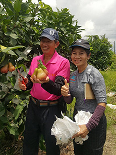 ถุงห่อชมพู่-ชุนฟง