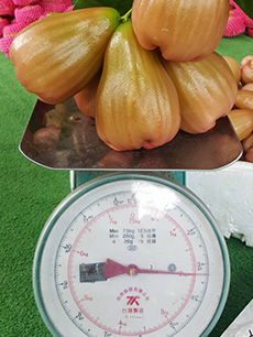 ถุงห่อชมพู่-ชุนฟง