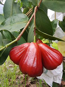 ถุงห่อชมพู่-ชุนฟง