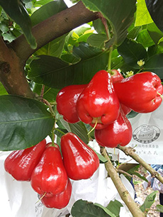 ถุงห่อชมพู่-ชุนฟง