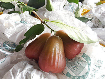 ถุงห่อชมพู่-ชุนฟง