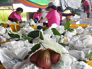 ถุงห่อชมพู่-ชุนฟง