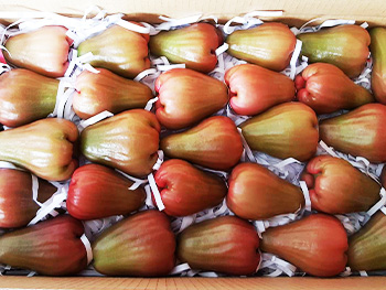 ถุงห่อชมพู่-ชุนฟง