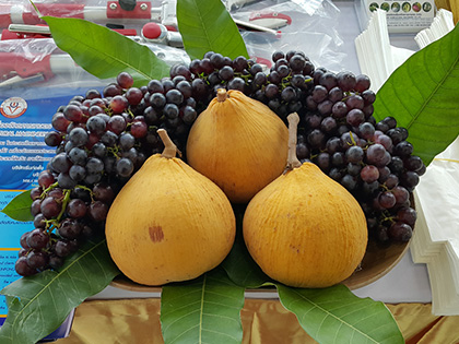 ถุงห่อกระท้อน-ชุนฟง