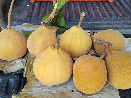 ถุงห่อกระท้อน-ชุนฟง