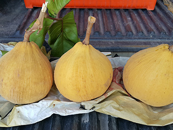 ถุงห่อกระท้อน-ชุนฟง